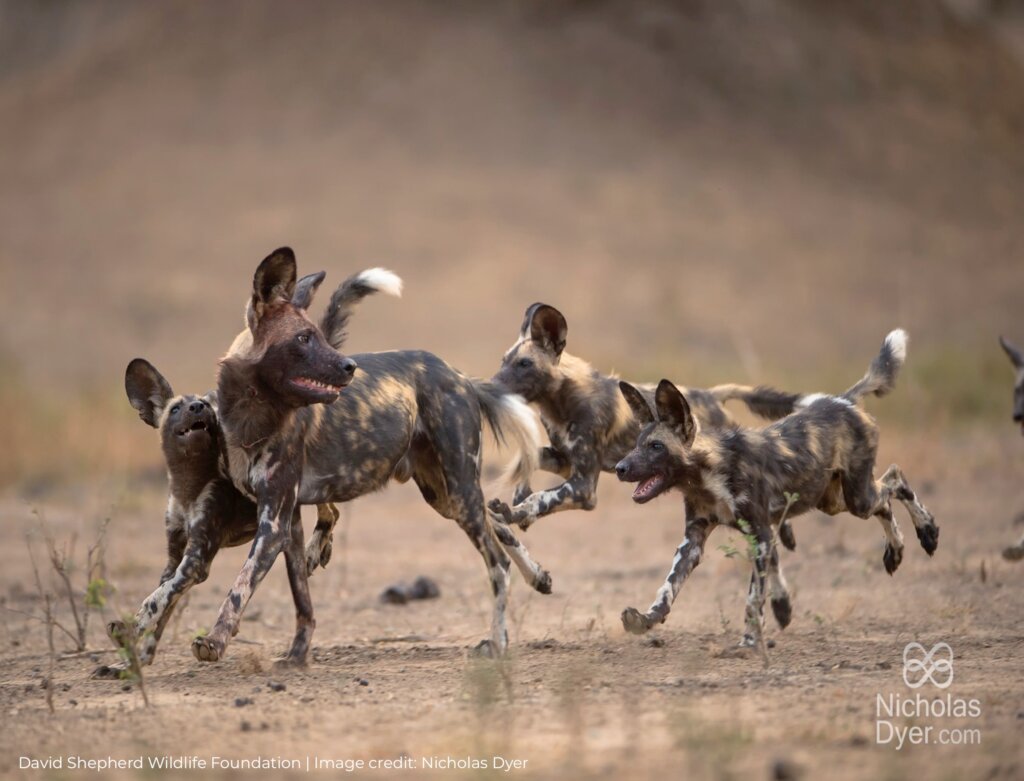 Protecting Painted Dogs