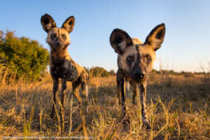 Painted Dogs - Credit Will Burrard Lucas