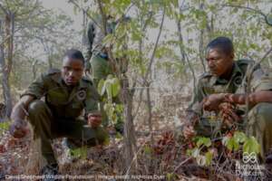 Rangers collecting snares from the national park
