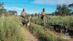 Rangers on patrol with K9 units