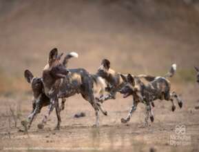 Painted Dogs - Credit Nicholas Dyer