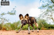Protecting Painted Dogs