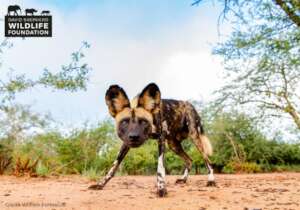 Protecting Painted Dogs