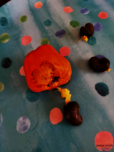 Cashew seed and cashew apple