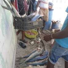 Fish caught by APEDESSUD