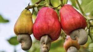 Cashew nuts growing from cashew apples