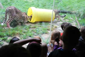 The Cheetah challenge.