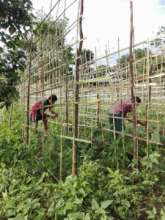 The Garden is Growing