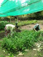 It's hot in the garden