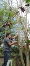 Cutting Moringa