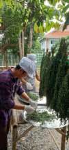 Preparing the dried leaves for grinding