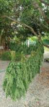 Moringa leaves drying