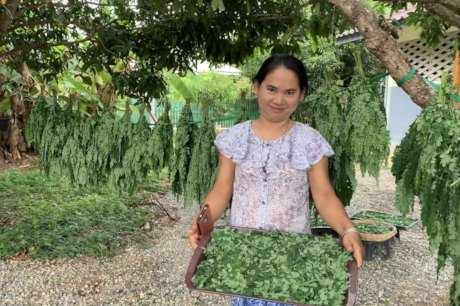 MoringAid: Superfood for War Refugees in Myanmar