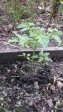 Healthy Seedling with Worm Compost