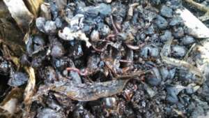 Worm Compost for Organic Fertilizer for Seedlings