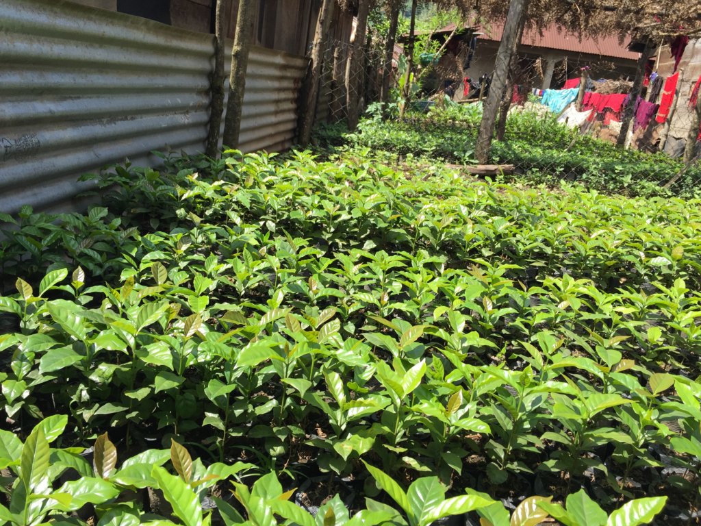 38 Mayan Women Farmers Support a Village