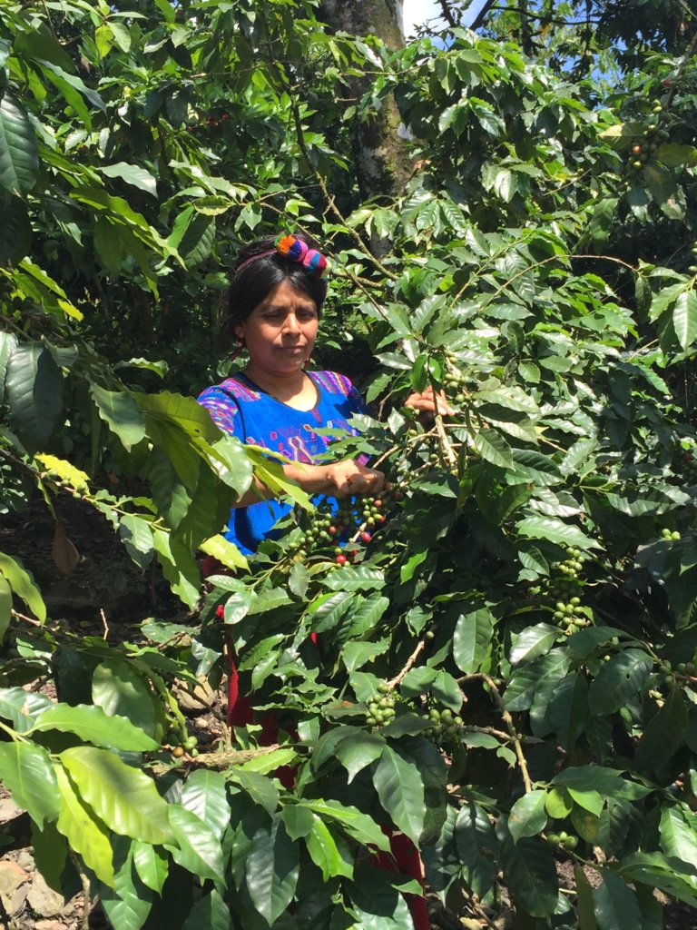38 Mayan Women Farmers Support a Village