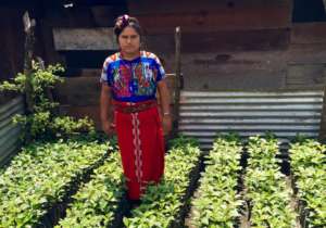 Healthy coffee seedlings