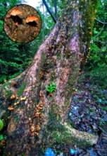 Giant Bibhitaki trunk covered with mushrooms