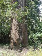 Giant Mango tree- Wayanad