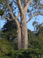 Giant tree twins