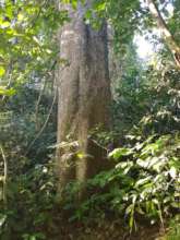 Profile of Giant tree from southern Western Ghats