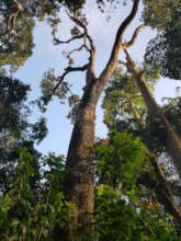 A giant tree from a sacred grove in Wayanad