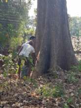 Giant tree conservation due to cultural practice