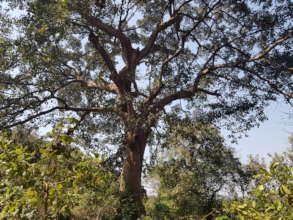 Sacred Giant Bibhitaki tree
