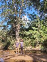 Giant arjuna tree