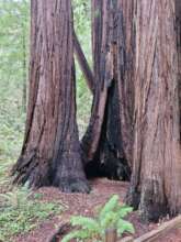 Redwood giants-02