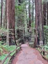 Redwood giants-01