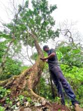 Field team documenting biodiversity of Giant trees