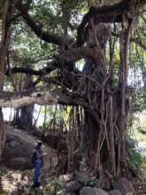 AERF field researcher during mapping of Giant tree