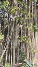 Banyan-a tree with thousand roots