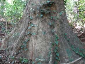 Antiaris Toxicaria01-Giant tree