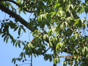 Antiaris toxicaria-fruits