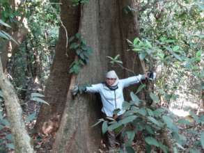 Antiaris Toxicaria-Giant tree