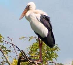 Saving wetland bird by saving giant tree
