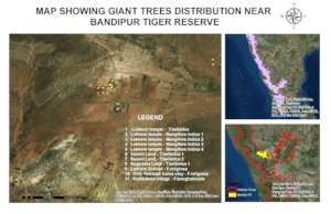Giant Tree map-Bandipur