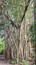 Giant Banyan-01