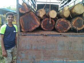 Indiscriminate cutting of trees