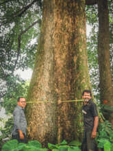 Giant Terminalia bellirica