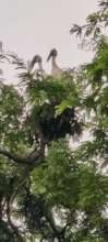 Pair of Asian open billed stork on Tamarind tree