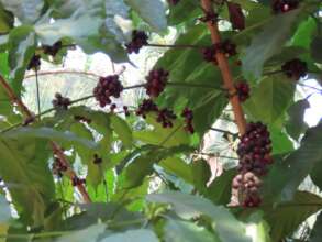 Coffee in Giant tree based agroforestry01