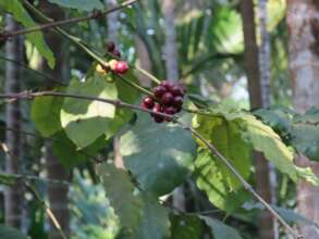 Coffee in Giant tree based agroforestry
