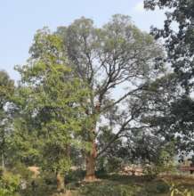 Planned felling of giant trees in Vidarbha