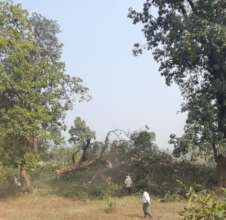 Threat to Giant trees-1