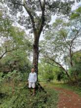Landscape species- a giant Ficus calosa