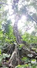 Ficus nervosa-Giant species of Ficus in orchard